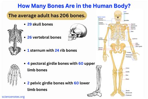 how many bone books are there? what if they were made of paper instead?